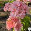 Pelargonium 'Elmsett' - Pelargoon 'Elmsett' P9/0,55L